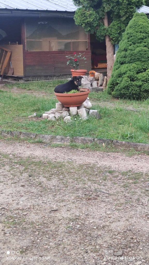 Zaginął piesek w Nowej Dębie