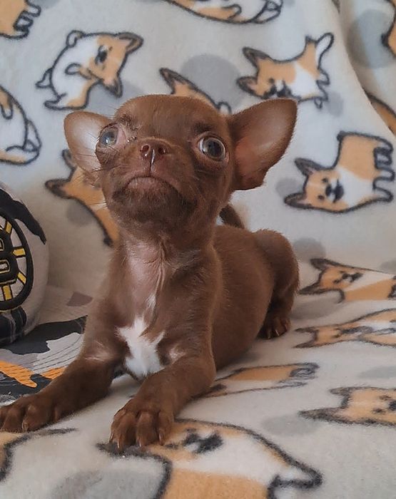 Лиловый мальчик чихуашечка