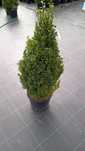 Bukszpan Faulnker, Aurea, Sempervirens