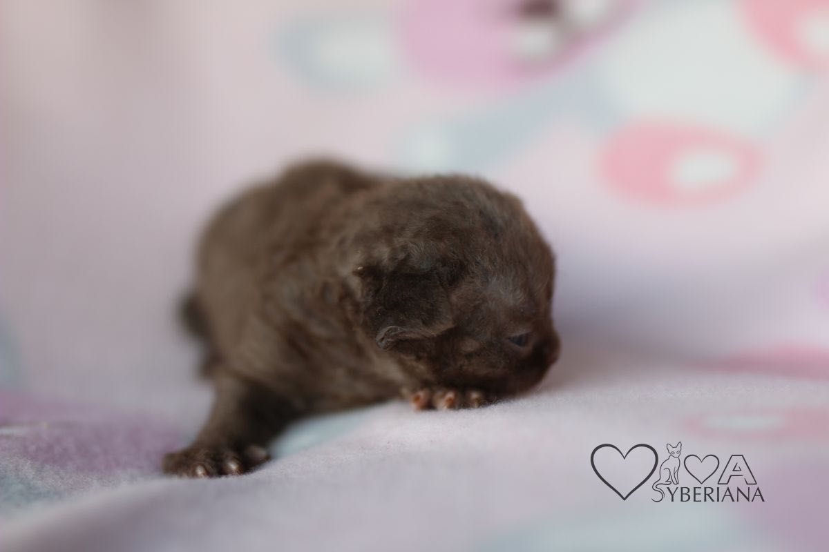 Czekoladowy kocurek Devon rex