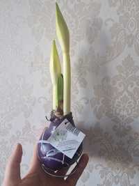 Kwiat Amaryllis (Hippeastrum) wax