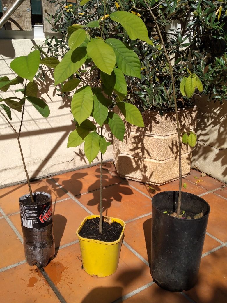 Planta anona em vaso