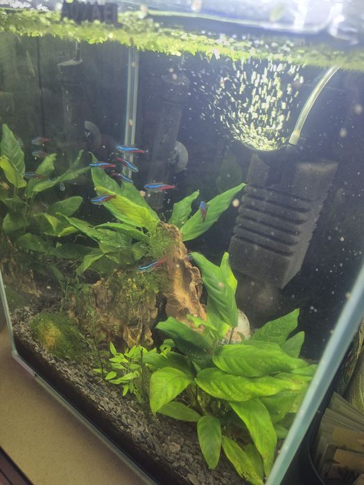 Akwarium aquael shrimp set 30 litrow