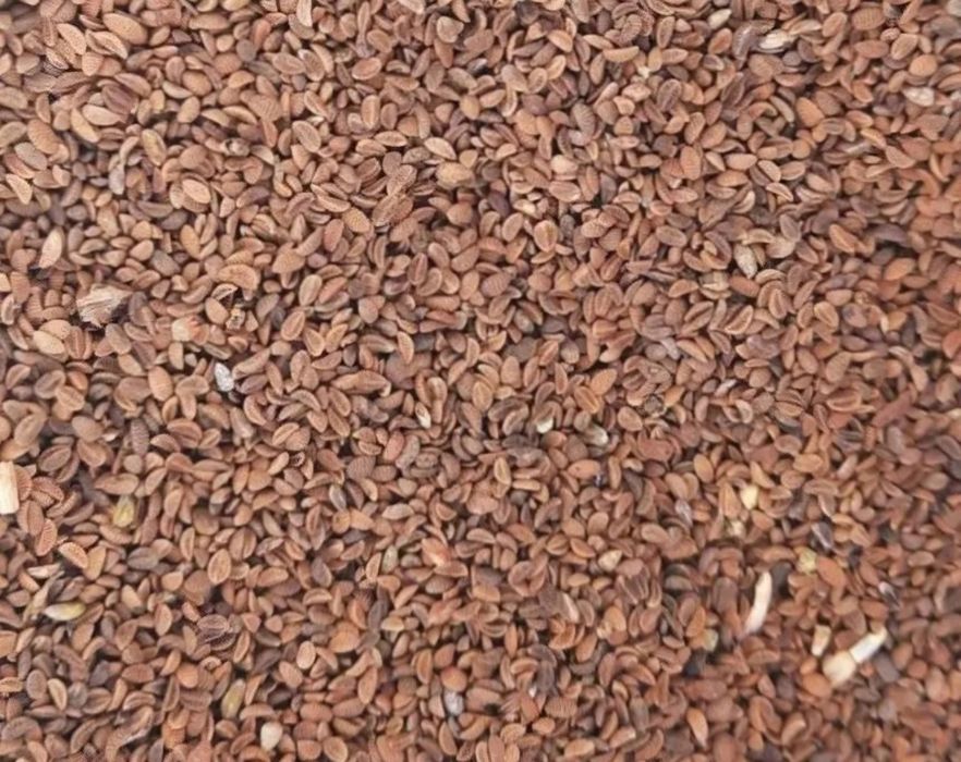 Facelia błękitna od pszczelarza - zbiór 2025