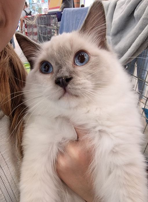 Kocurek Ragdoll blue mitted