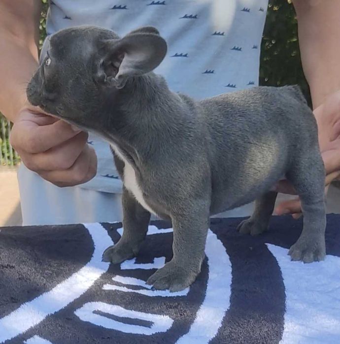 Вибір блакитних цуценят