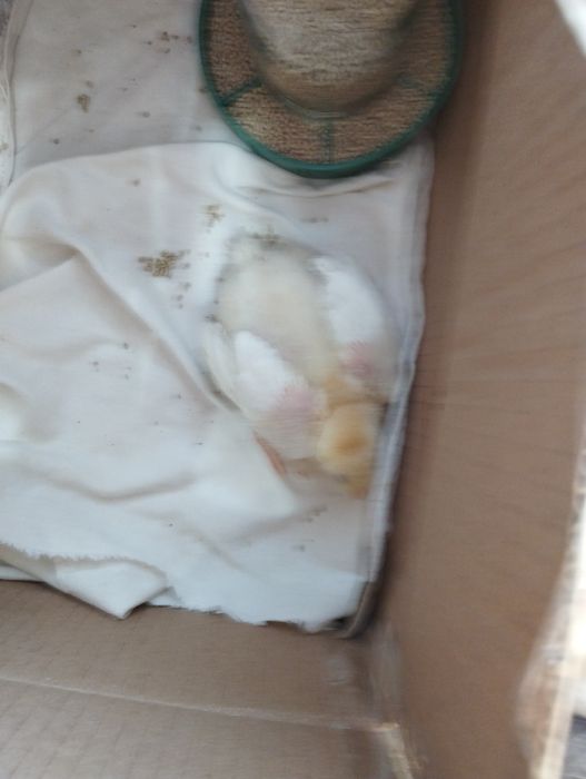 Квартира двух комнатная аренда