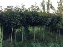Klon Globosum 250cm obwód pnia 10-12cm