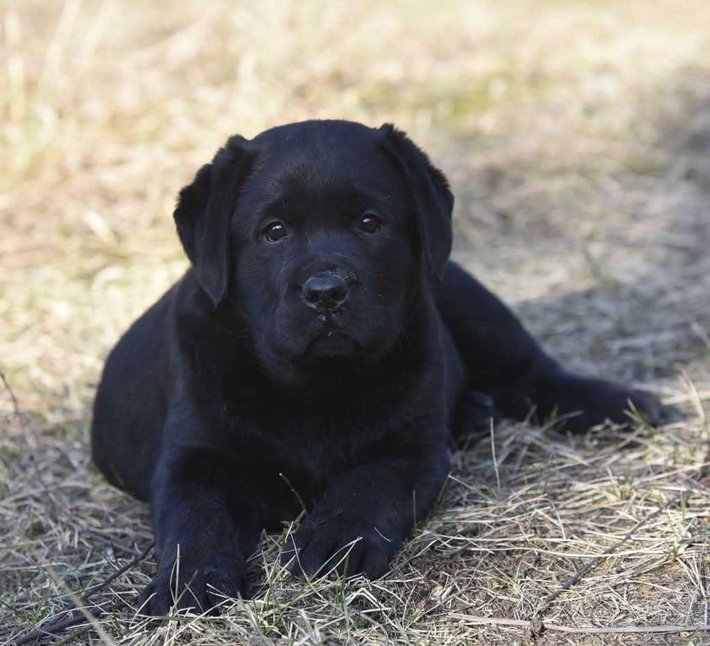 Labrador Retriever szczenie z rodowodem ZKwP, FCI Badania Genetyczne
