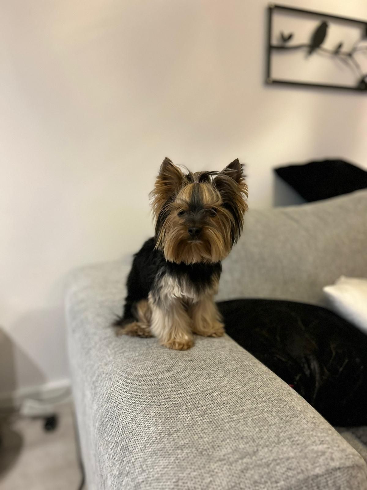 York 1,5 kg. Reproduktor yorkshire terrier