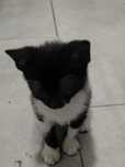Gatinhos para dar