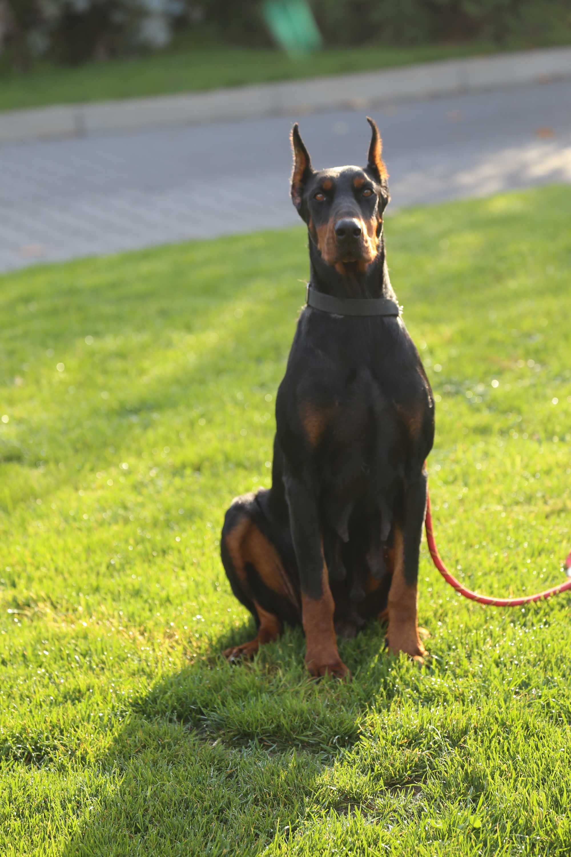 Szczeniak Doberman Czekoladowy