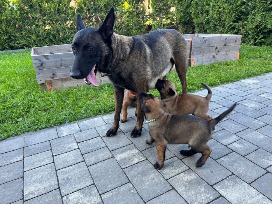 Szczeniak Owczarek Belgijski Malinois FCI