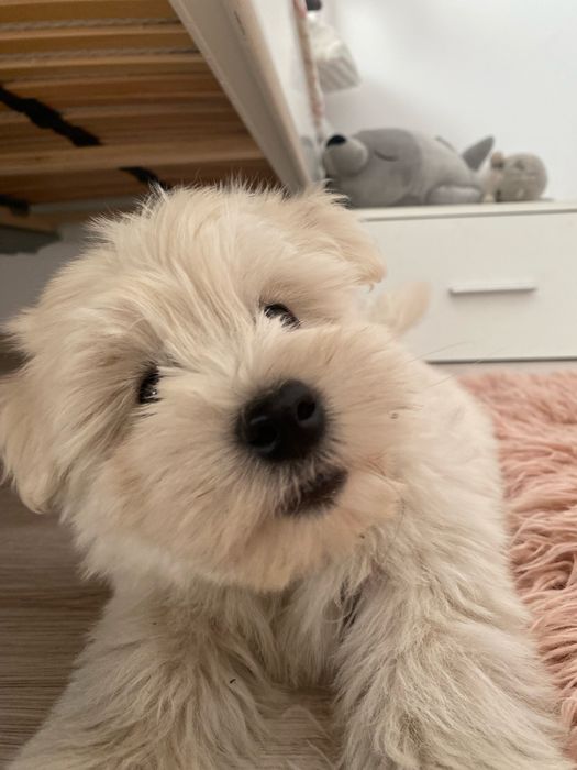 West highland white terrier szczeniaki