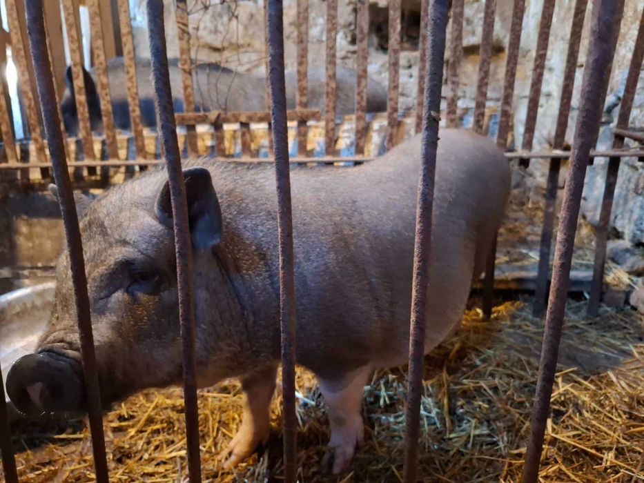 Продам вьетнамську свиноматку