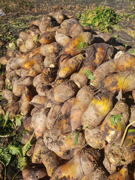 Буряк    кормовий