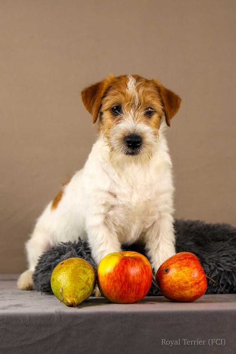 piesek Jack Russell terrier ZKWP/FCI szorstkowłosy