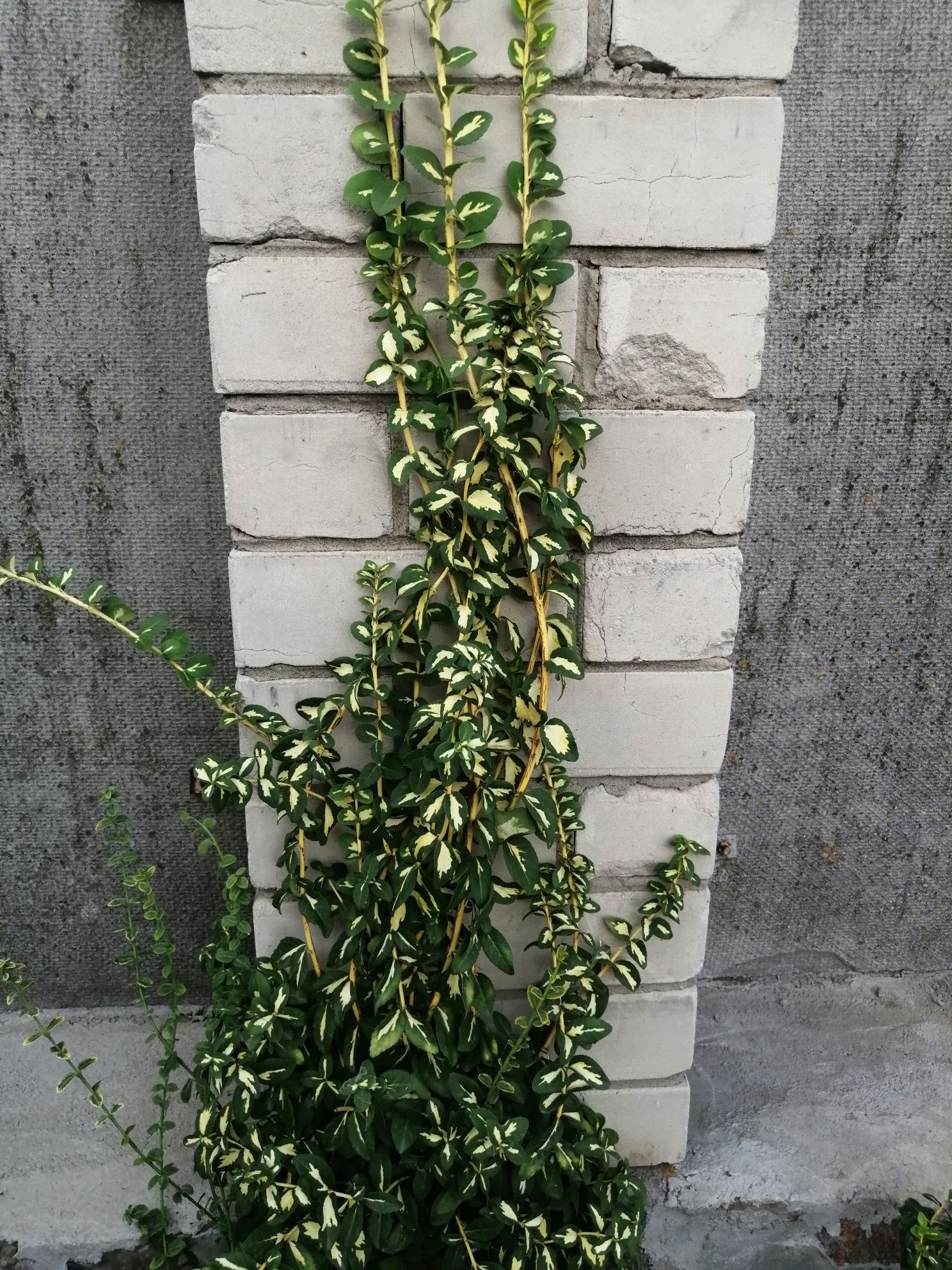 Продам бересклет