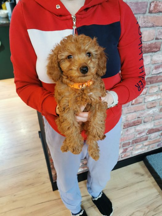 Suczka - pudel miniatura