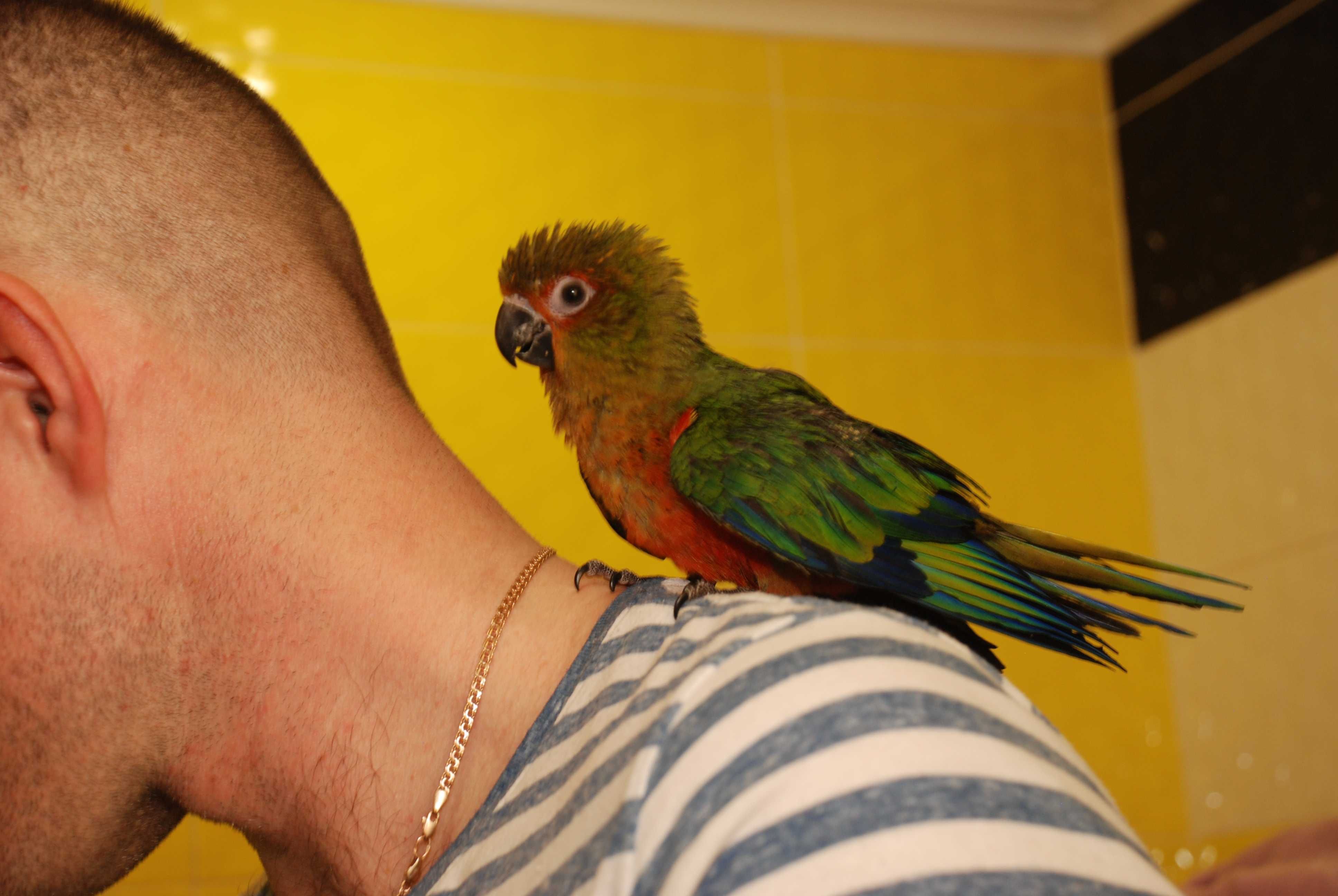 Ручной говорящий попугай Аратинга Яндайя - лучший попугай для детей