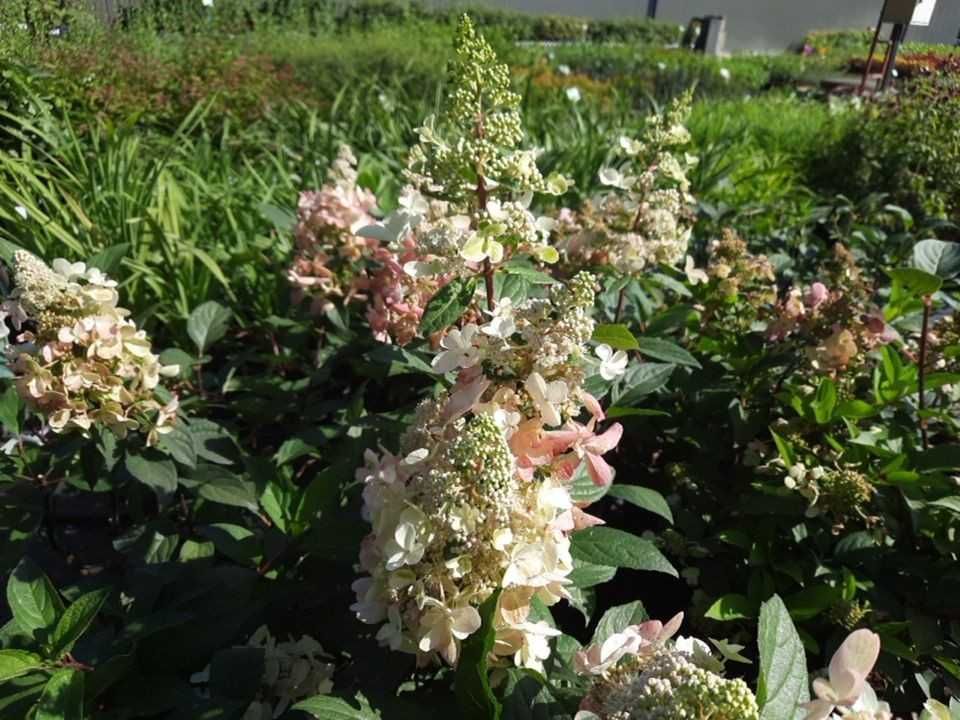 Hydrangea paniculata 'Pink Diamond'