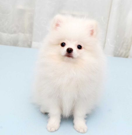 Pomeranian białe szczenię