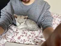 Koteczka homozygota selkirk rex