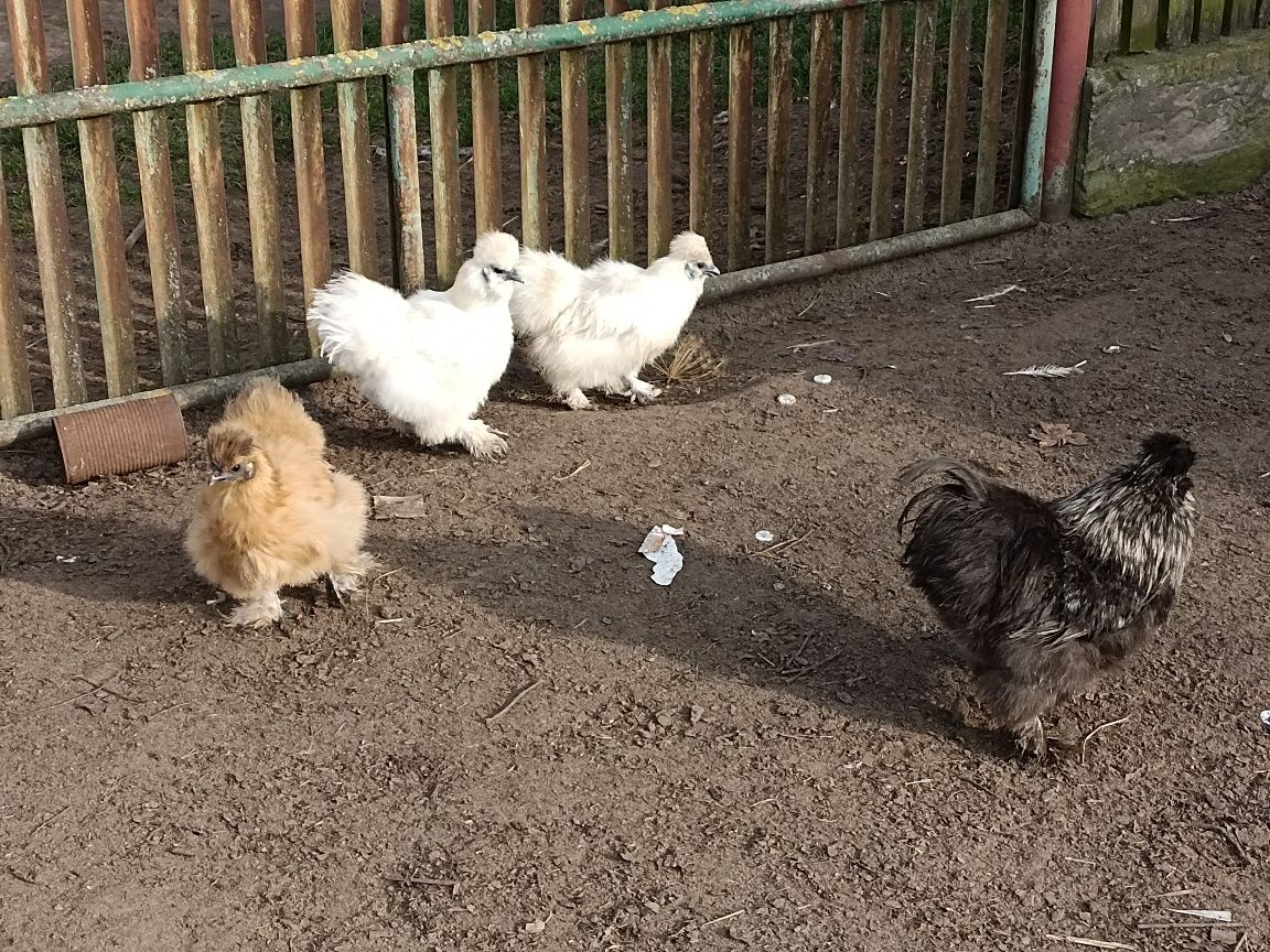 Jajka legowe Ayam Cemani Kochin Białoczub Silka