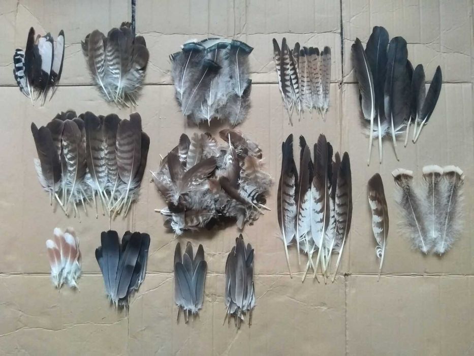 Пустельга канюк сарич дятел індик горлиця голуб аист. Перья перо пір'я