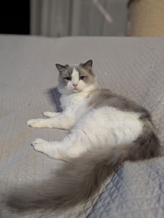 Rasowy Ragdoll rodowód FPL dostojny i ciekawski