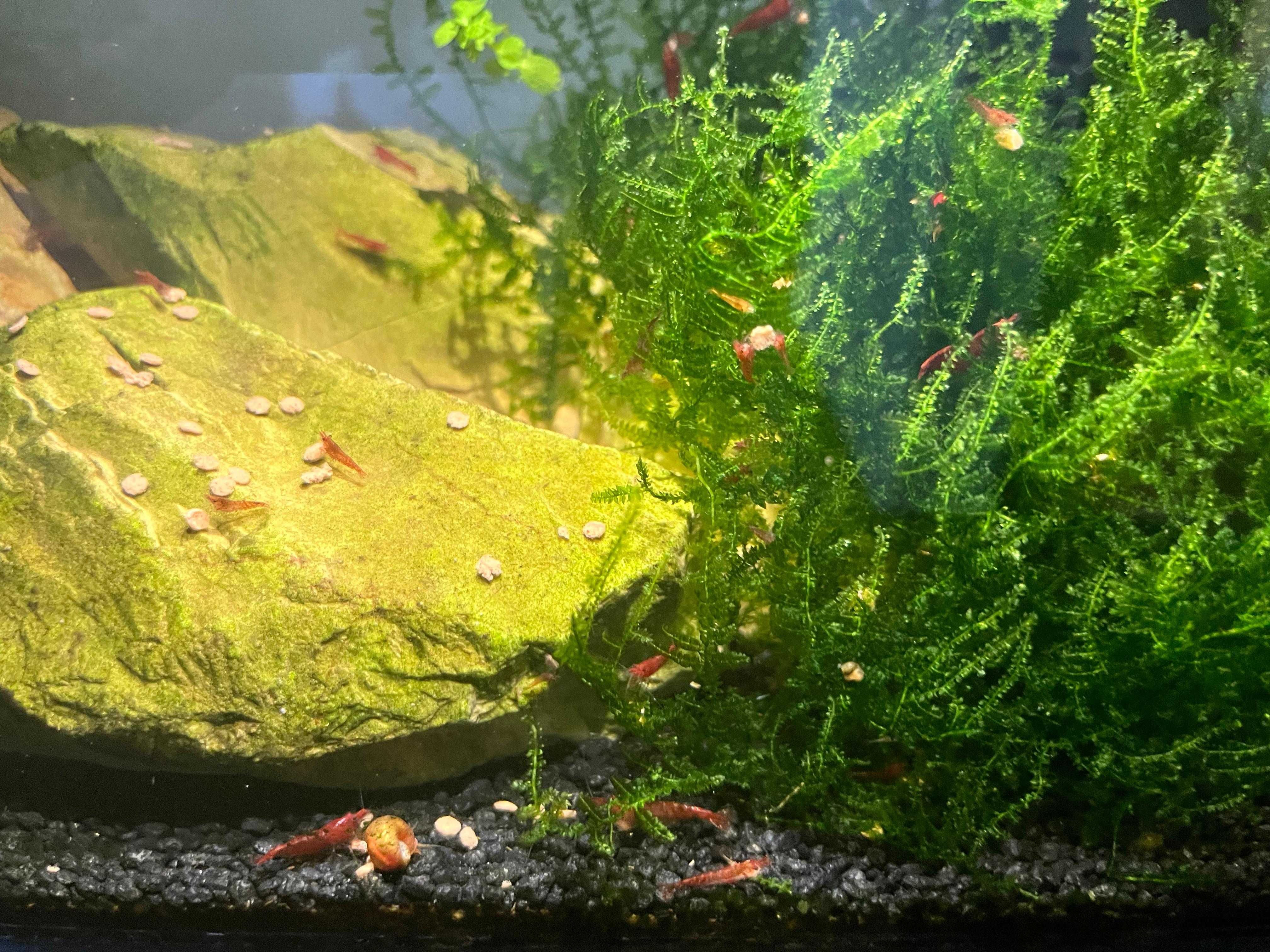 Camarões Neocaridina Red Cherry (Fire)