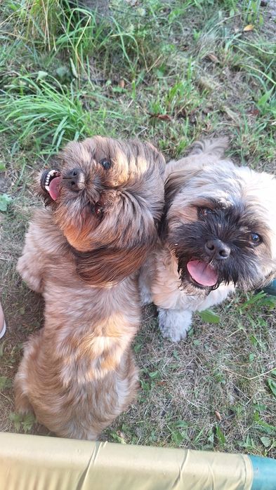 Shihtzu szczeniak
