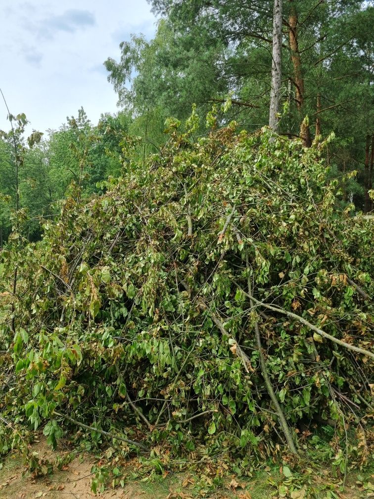 Oddam gałęzie za darmo