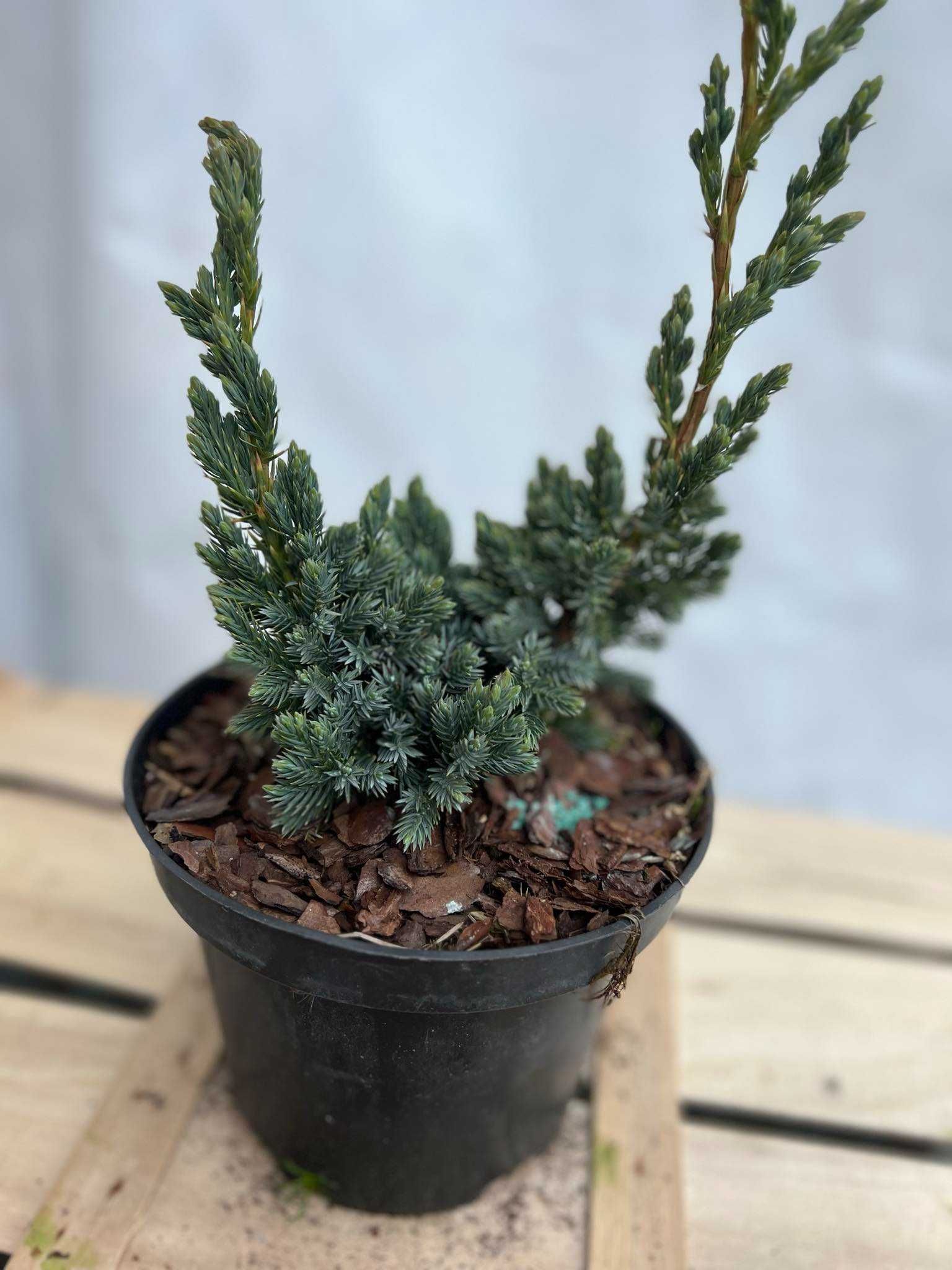 Cyprysik groszkowy BOULEVARD do formowania na bonsai 2L jałowce tuje