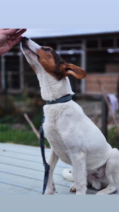 Отдам пса-компаньона, 7 месяцев, кастрирован, привит