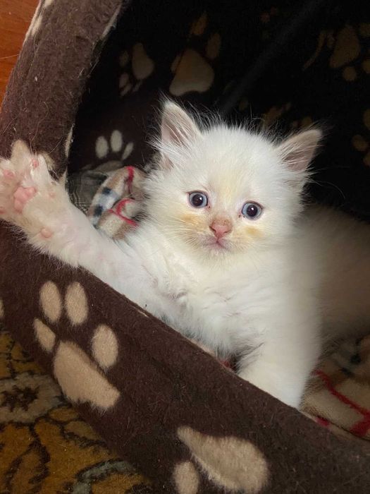 Котики білі та руді за символічною ціною