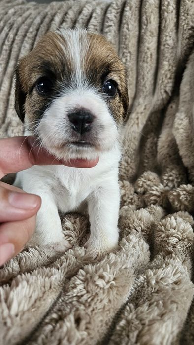 Jack Russel Terrier FCI  suczki dziewczynki