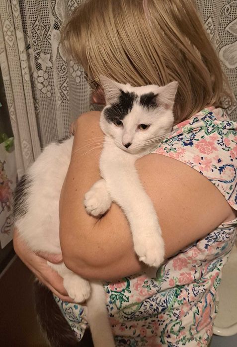 Kociaki  szukają domów -grzecznościowo -aktualne-transport