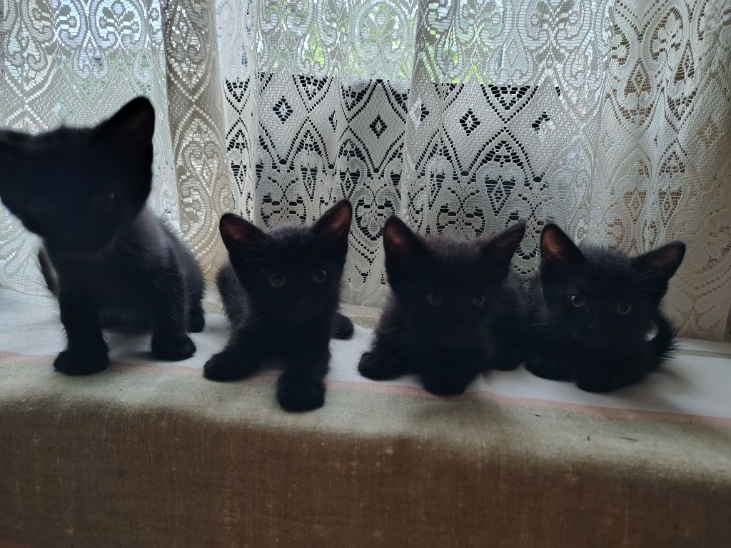 Віддам в добрі руки