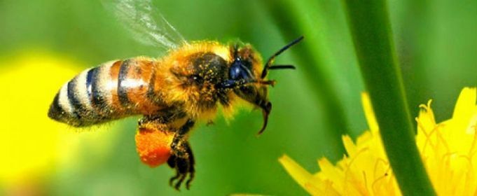 Продам бджолопакети 4 рр без хвороб та антибіотиків