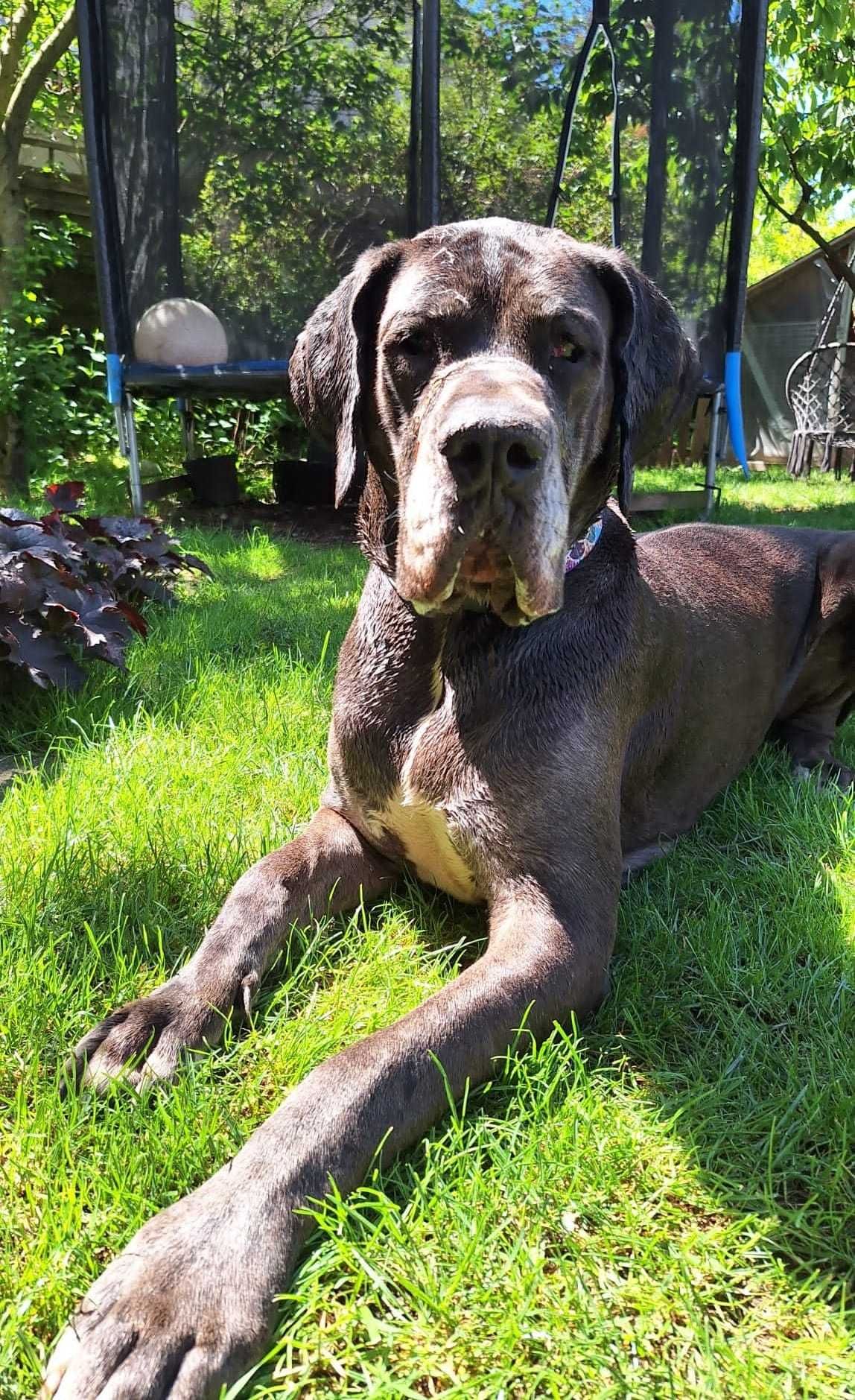 Dog niemiecki merle DO ADOPCJI !