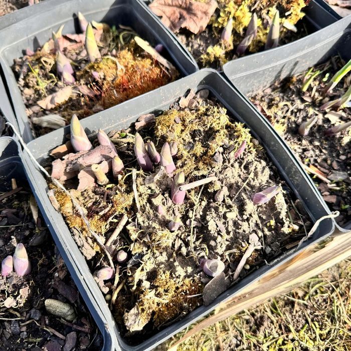 Funkia Hosta 'Wide Brim' W DONICZCE 2.0L