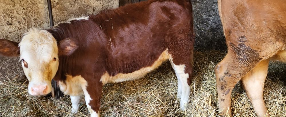 Jałówka Hereford Jałówki bydło krowy cielęta