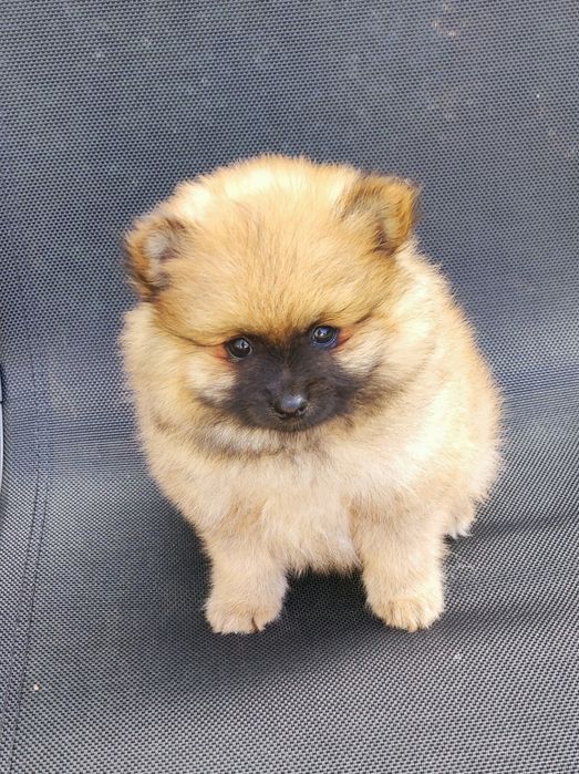 Szpic miniaturowy pomeranian śliczny puchaty miś