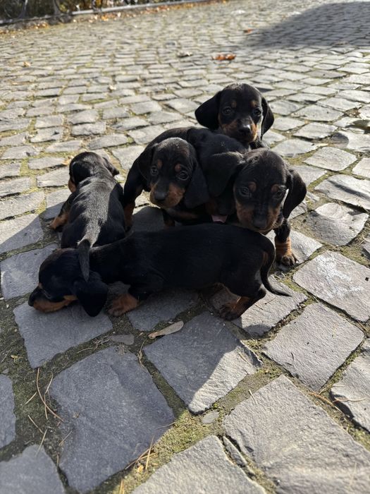 Продам щенят такси