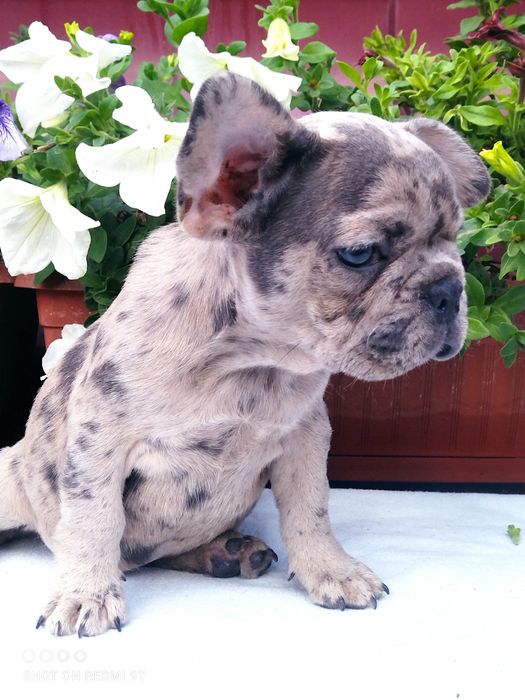 Французы мини и стандарт.