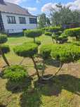 Bonsai formowany z jałowca. Jałowiec. 100-150 cm