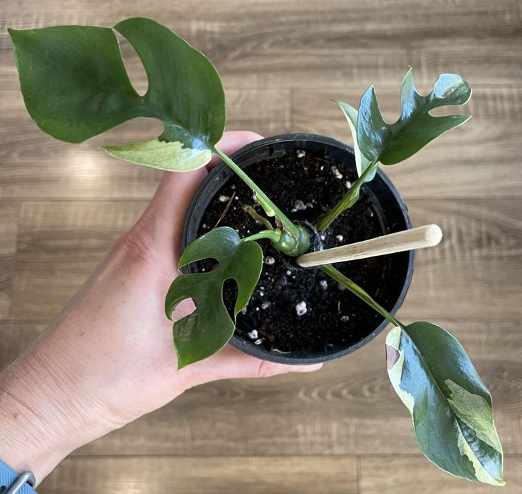 Rhaphidophora minima variegata monstera minima odbiór Gdańsk