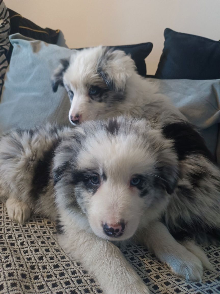 Suczka Border collie