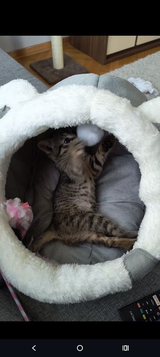 Domek legowisko dla kotka